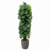 Deve Tabanı Ağacı